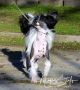 Magnus Staff Leandro Chinese Crested