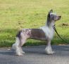 Crestilux Betty Boop Chinese Crested