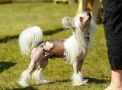 Joyway's Sky's The Limit Chinese Crested