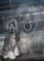 Silver Bluff Steel King Legacy Chinese Crested