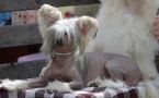 Magic of Success Star Dream Chinese Crested
