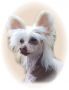 Mocci'z Clynelish Chinese Crested