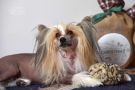 Landkris All Or Nothing Chinese Crested