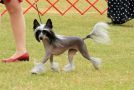 Belews Sooner Or Later Chinese Crested