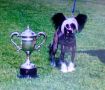 Genie's Solo Spirit Chinese Crested