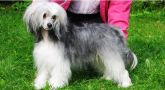 Starglow's Halleluja Angel Chinese Crested