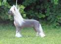 Myrtans Money Honey Chinese Crested