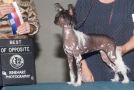 Gaea's Heaven Can Wait Chinese Crested