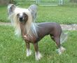 Crestars E Z Attraction Hl  Chinese Crested