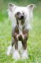 Newbourne Happy Dancing Cupido Chinese Crested