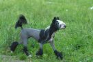 HitLine Ltd Create a Dream Chinese Crested