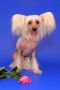 Sky Miracle Angel Breath Chinese Crested