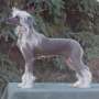 Yorkhouse The Myth Of Jade Chinese Crested