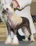 Silver Bluff Steel Magnolia DOM Chinese Crested