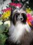 MyAngel-Cristall Energy, Grace & Power AOM Chinese Crested