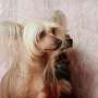 Divine Princess Milfra-Moravia Chinese Crested