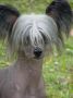 Gaea's Flame-N-My Heart  Chinese Crested