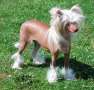 Little Dog Of Dream Lady Coffee Chinese Crested