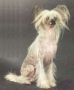 Esaul Cathryn's Shabash   Chinese Crested