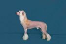 Might is right (Gordyy) Chinese Crested