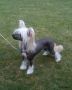Lemiz The Midas Touch Chinese Crested