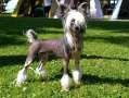 Stormblstens All Of You Chinese Crested