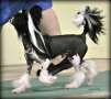 GCH Edelweiss Mel-Chi Gotta Have That Funk Chinese Crested