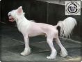 Abrahan Lincon Skyrim Chinese Crested