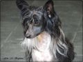 Anna Sky Kennel Vasabi Chinese Crested