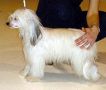Proud Pony Easy Rider Chinese Crested