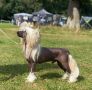 CH Arte Figure Next Level At Casacavallo JW Chinese Crested