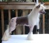 Crestyle's Master Piece HL Chinese Crested