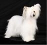 Rimabra's Peaceful Chinese Crested