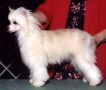Woodlyn Double Talk Jewels Chinese Crested