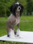 Charuyuschiy Soblazn Paola Chinese Crested