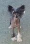 Mohawk Raise Your Glass Imp Aust Chinese Crested