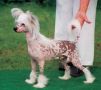 Prefix Stompin' At The Savoy Chinese Crested