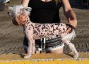 Nupoils Flaming Sunset Chinese Crested