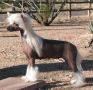 Dare To Be Another IceQueen Chinese Crested
