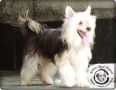 Lapinus Kemego's Absinto Chinese Crested