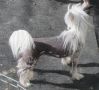 Nu Poil's Jet Y A Pas Defaut Chinese Crested
