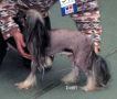 Complement Bon Voyage Chinese Crested