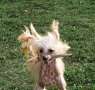 Ginger Less Falazairroo Chinese Crested