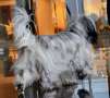 Ch. Etno Spirit Anas Chinese Crested