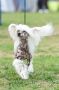 Joyway's I'm Not A Star I Am Legend Chinese Crested