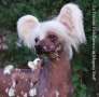 Le Femme FalaZairroo at Magnus Staff Chinese Crested