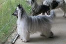 Belews Beau Tied Heart Chinese Crested