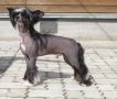 Stars at Sea Matisse Chinese Crested