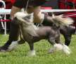 Fluffysteps Cast Bling In The Ring Chinese Crested