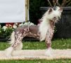 Ice Lolly Sasima(fci) Chinese Crested